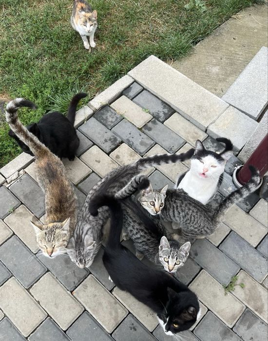 Adopție  pisici