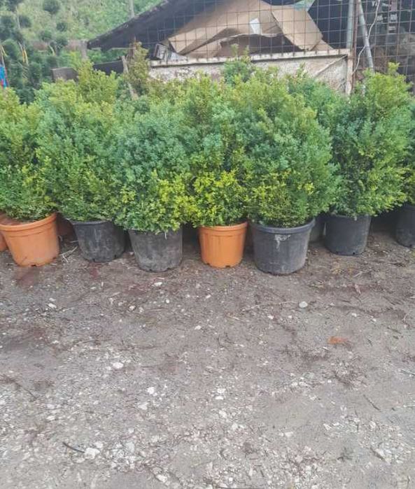 Plante Verzi pentru Spații Verzi – Plata se face la Livrare