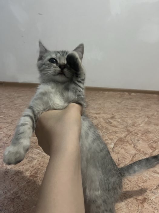 Отдам в добрые руки