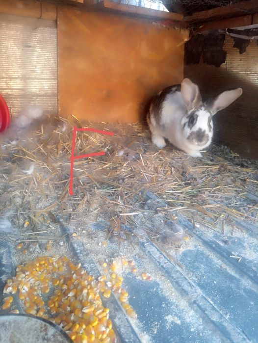De vânzare doi masculii și doua femele după cum se vede an poza dau și pe porumb boabe sau macinat
