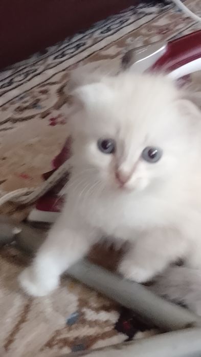 Отдам котят 2 беленьких