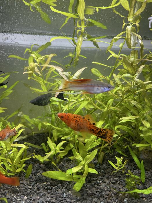 Pesti , Xipho, molly