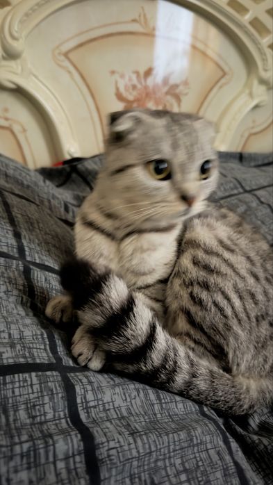 Ищу кота на вязку