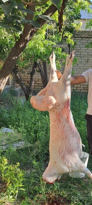 Туй ва маросимлар учун кучкорлар