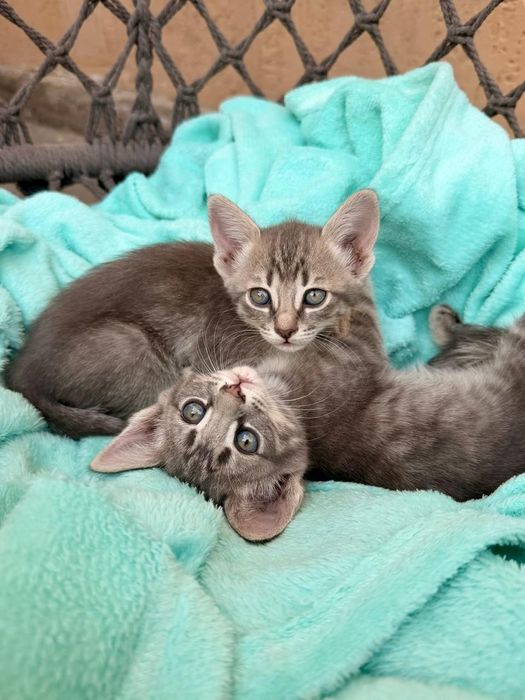 Отдам котят в добрые руки