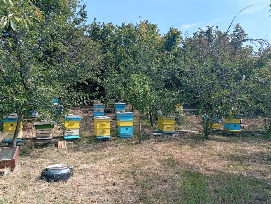 Продавам пчелни семейства