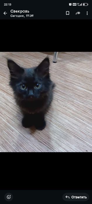 Ододим кошечку в хорошие руки