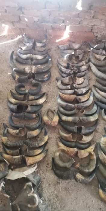 Рога и черепи за колекциониране