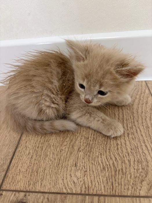 Отдам в добрые руки