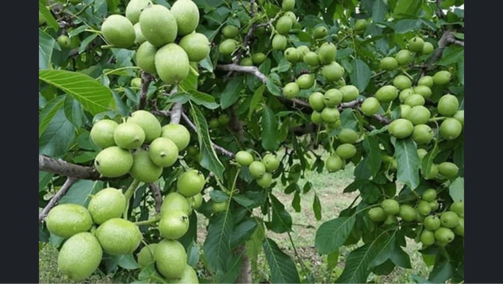 Nuci comuni si altoiti!