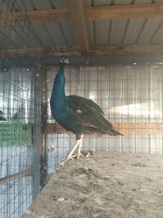 Dau la schimb păun matur umăr negru pe păunița în vârstă de patru ani