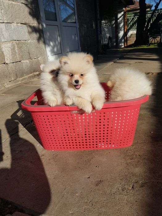 Померан померани Гр. София