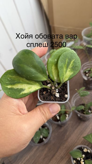 Хойи и дисхидии укоренные