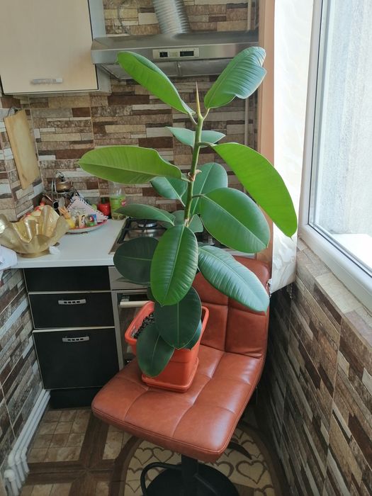 Ficus 1.90 înălțime+pui