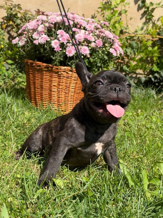 Bulldog francez femela frumoasa si iubitoare