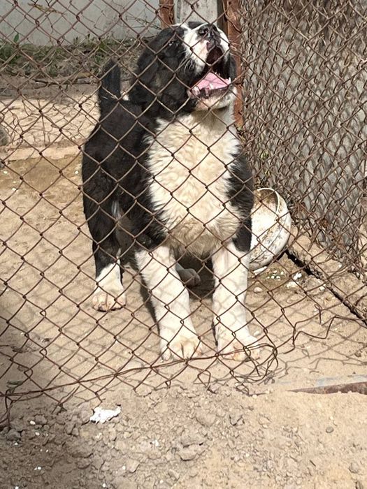 алабай күшік 2-ай