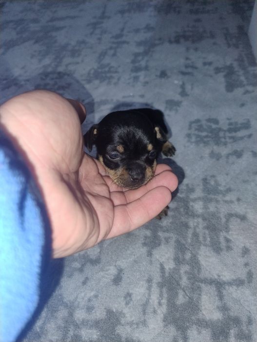 Продавам пинчери – стандартен цвят