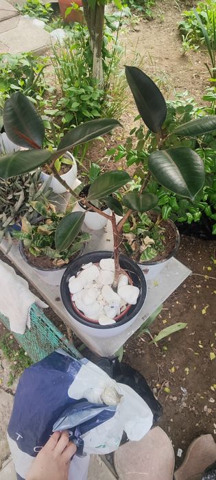 Фикус цветов продаю