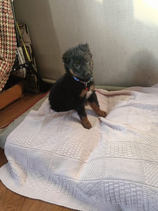 Щеночек мальчик в добрые руки!