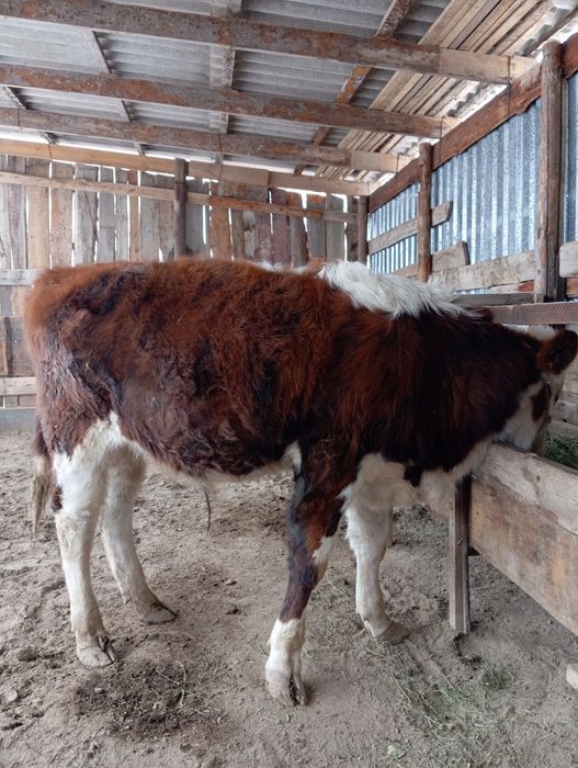 Бұқа семіз порода