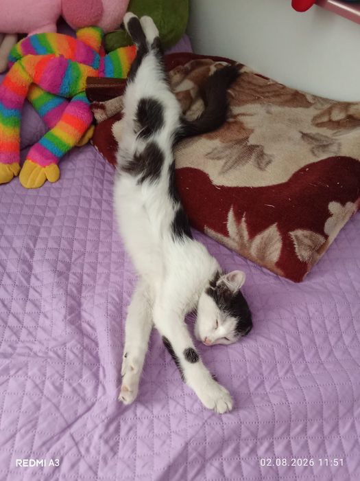 Пристраеваем котенка