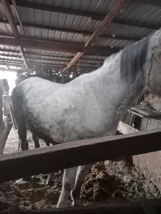 Бордақы бие сатылады.