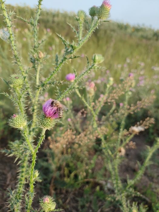 Miere poliflora, rapiță