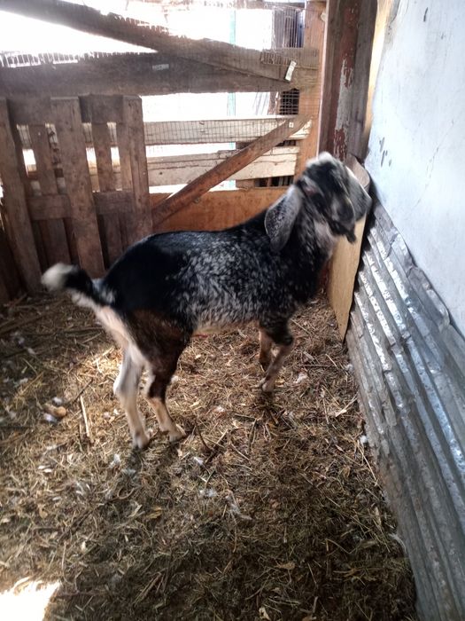 Козел на покрытие или продам.