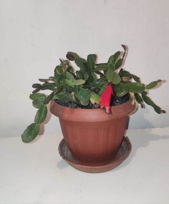 Каланхоэ цветущий на выбор и др.