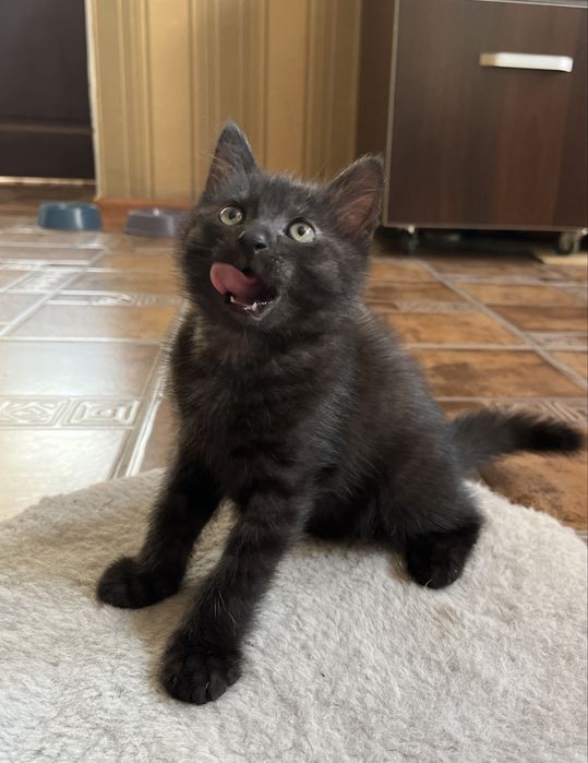 Отдам котика в добрые руки