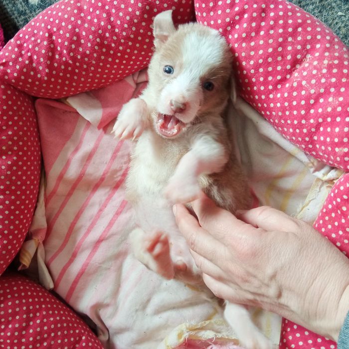 Отдам щенка. Бесплатно.