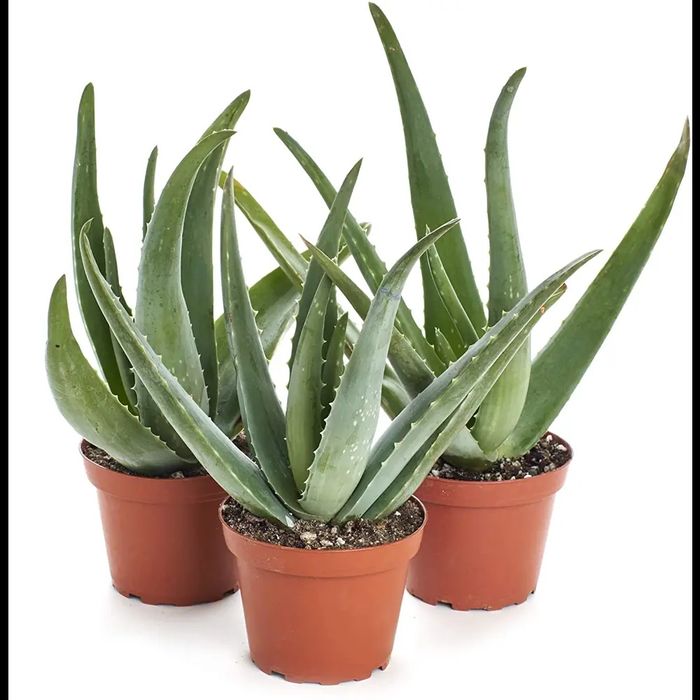 Продам отроски алое вера