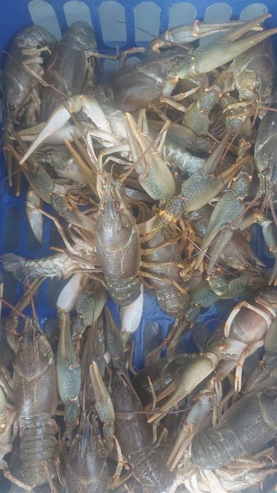 Раки живые и Варёные доставка