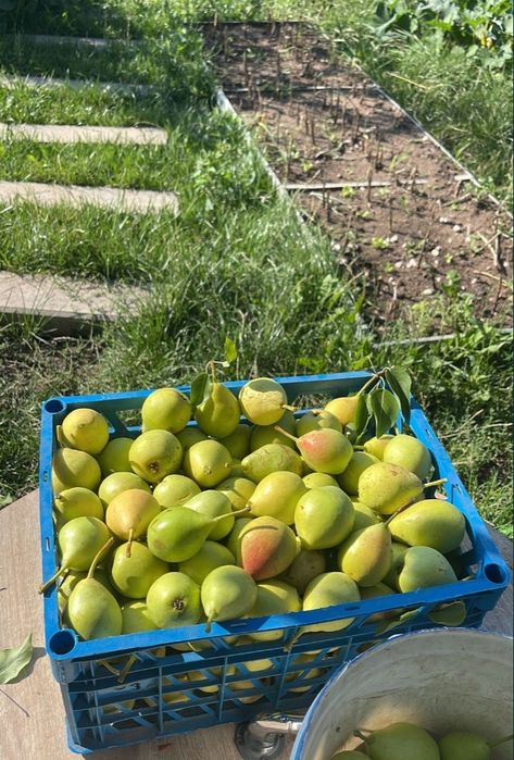 Продам груши яблоки ранетки