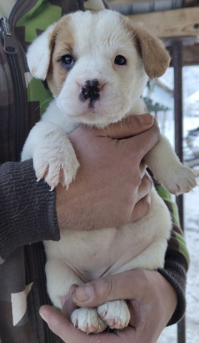 Căței, talie mijlocie, spre adopție responsabilă