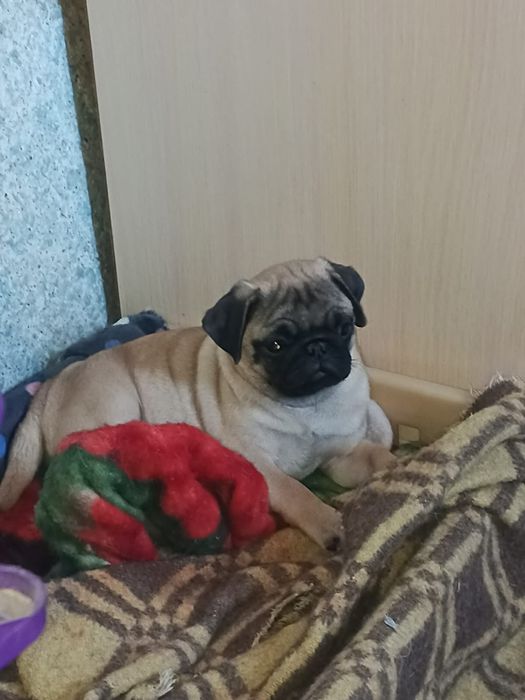 Продам щенков мопса