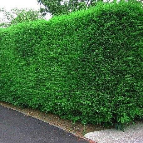 Кипарис Лейланди