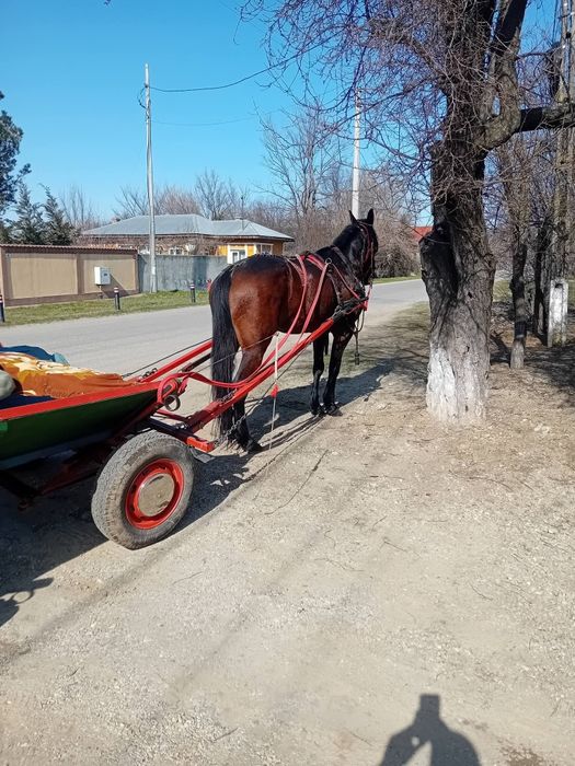 Iapa trăpașă de garanție
