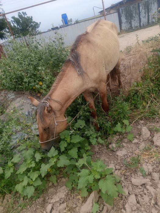 Жақсы жорға жылқы