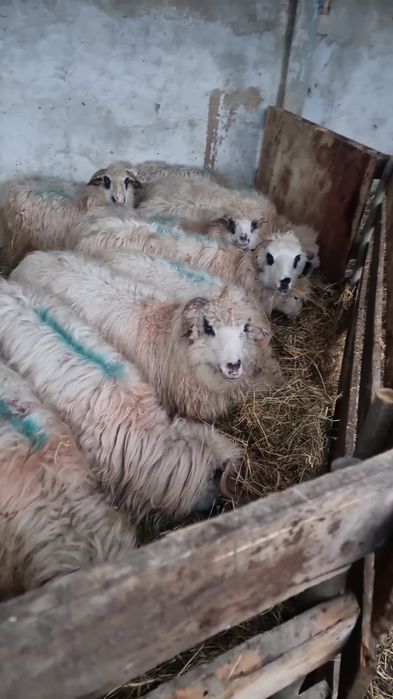 Vând oi gestante și cu miei