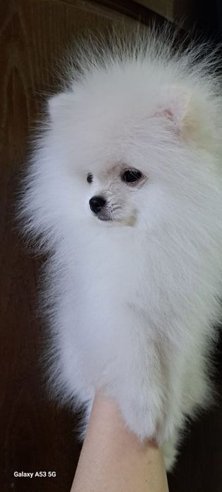 Продаём шпица мальчик.