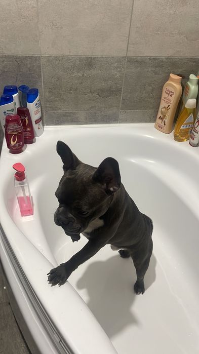 Buldog francez are 8luni bine în tretinut tote vacinurile cip