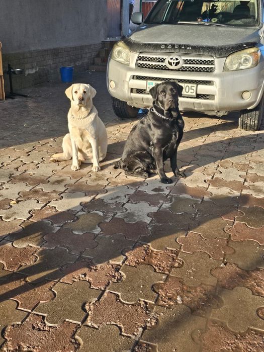 Лабрадор  щенки мальчики