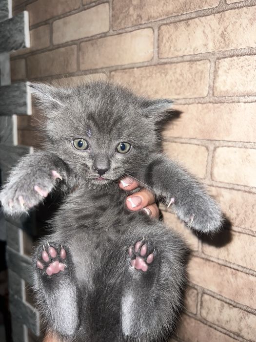 Котята смесь британцы !