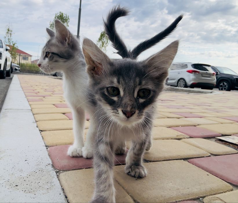 Котята, кот , кошка