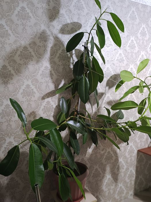 Продам фикус каучуконосный