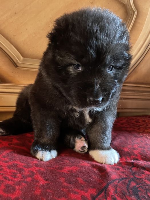 Щенки кавказской овчарки