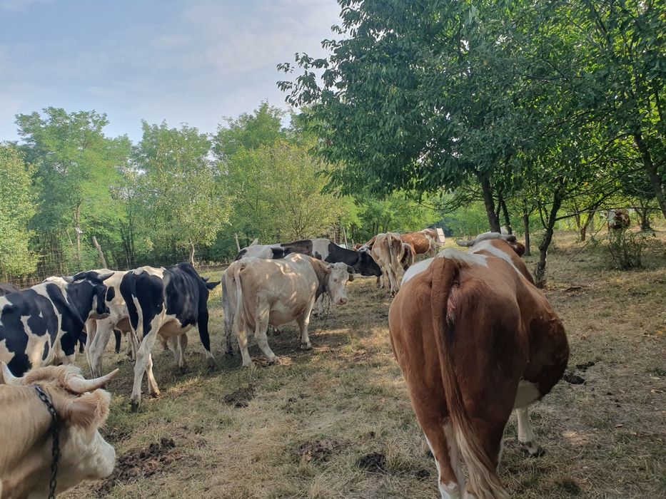 Vind vaci gestante, juninci, viței, tauri