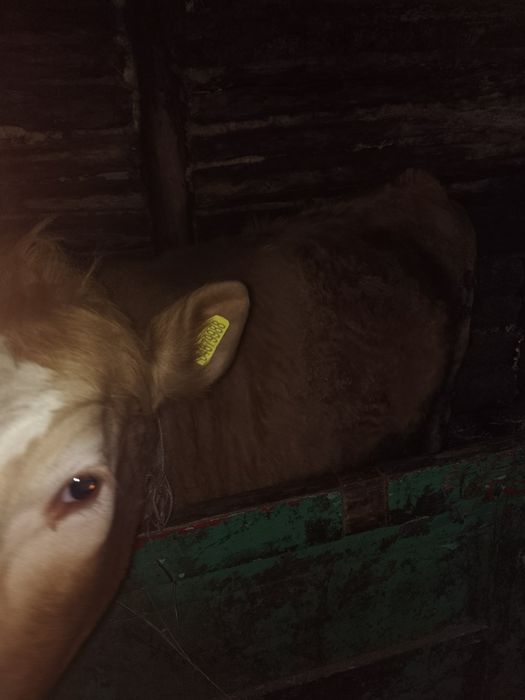 Продам телочку.  .