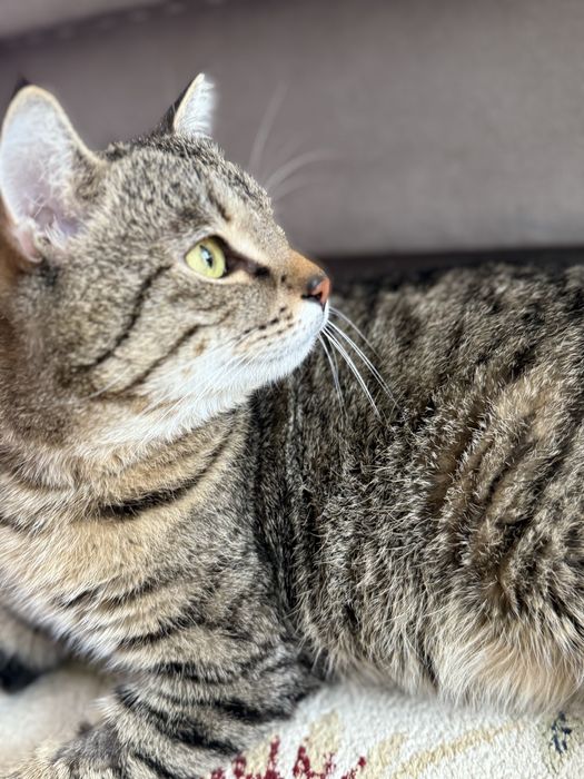 Найден упитанный кот